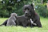 CANE CORSO 1293